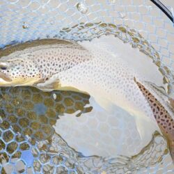 ラインブレイク多発 ～岡崎トラウトポンド～